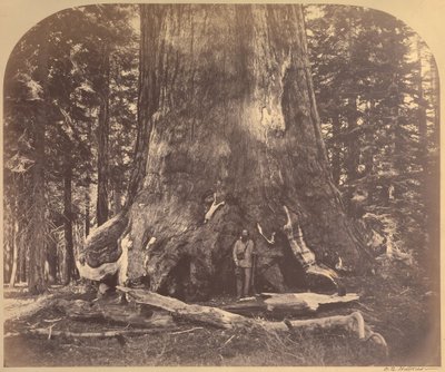 Sección del Gigante Grizzly, 33 pies de diámetro, Mariposa Grove, Yosemite, No. 111 de Carleton E. Watkins